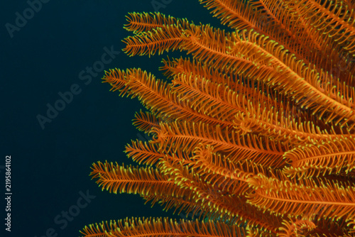 Photography Orange feather star detail on deep blue ocean background with copy space