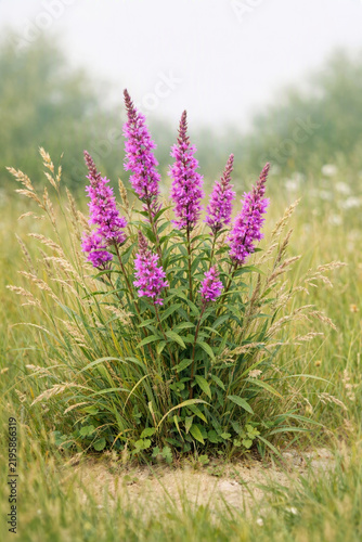 Wild purple loosestrife with tall upright spikes and vivid clustered blossoms rises among green meadow grasses.