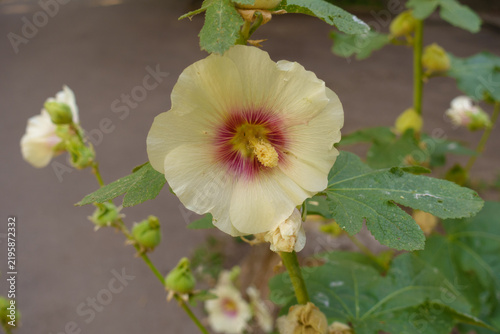 Принти на полотні White crimson-eyed flowers of common hollyhocks in July
