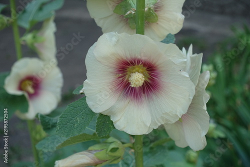 Canvas Print White crimson-eyed flowers of common hollyhocks in June
