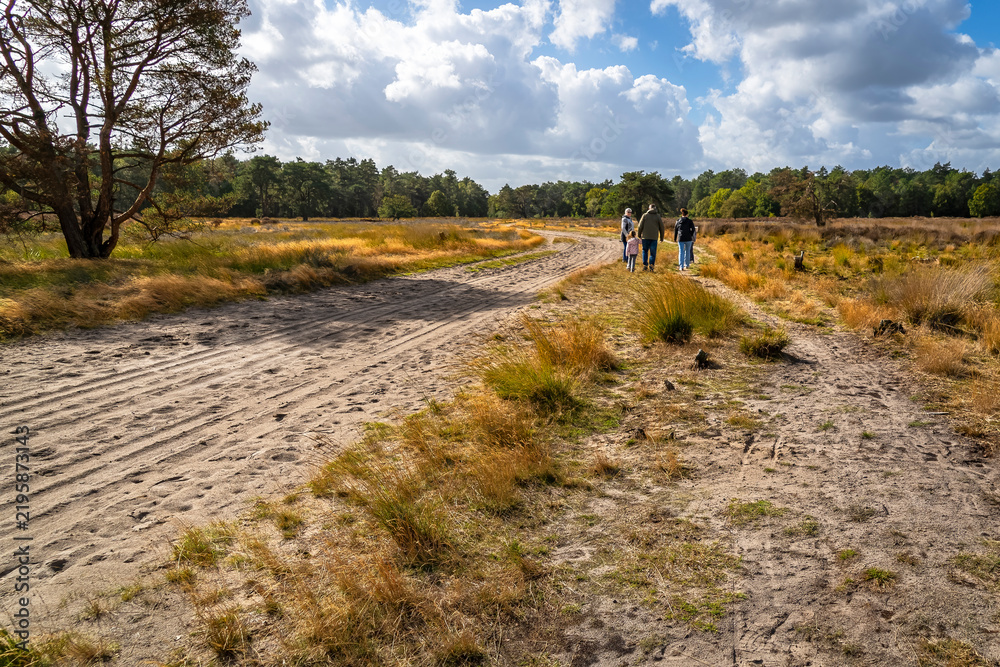 Obraz premium A family walks along a wide sandy path through an open heath and woodland area in the Loonse and Drunense Duinen near Kaatsheuvel