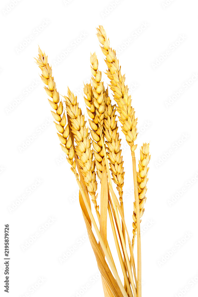 Obraz premium cereal heads isolated bread cut out with no background