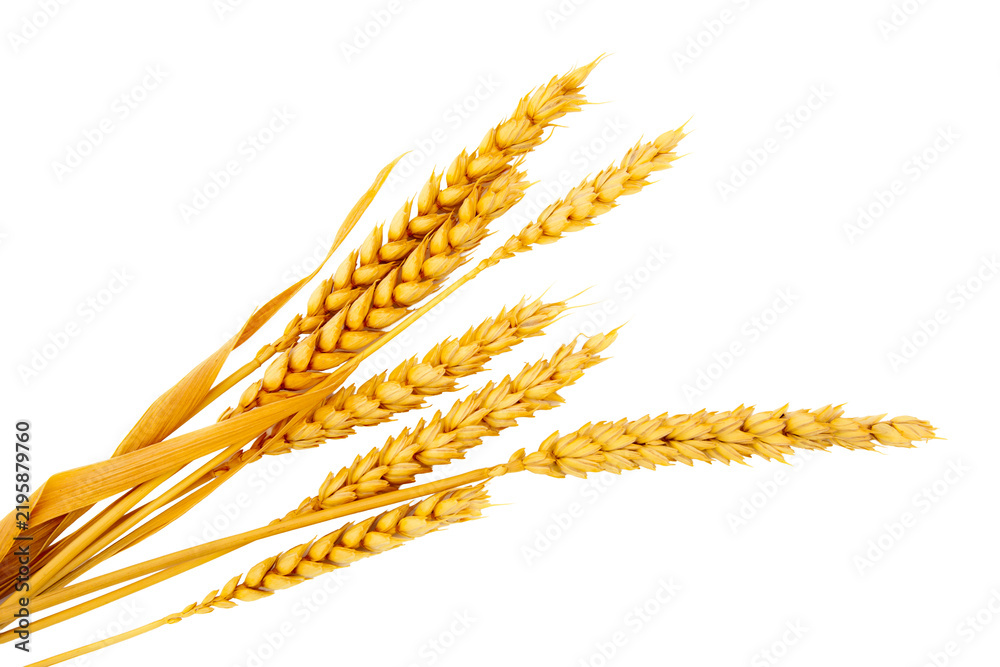 Obraz premium cereal heads isolated bread cut out with no background