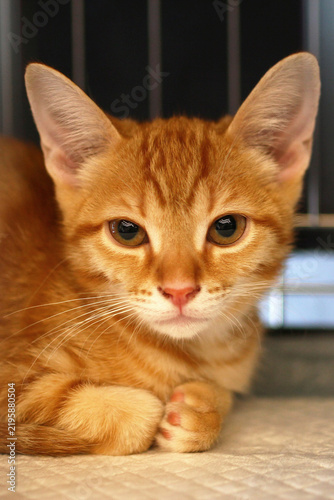 Quadro su tela A small orange tabby cat with bright eyes rests comfortably