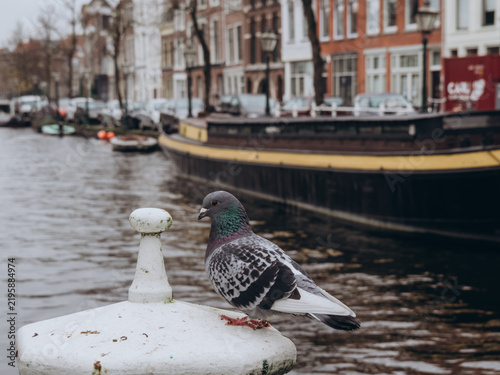 Фотография Pigeon perched on canal bollard in Leiden, Netherlands