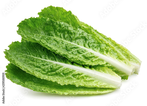 Romaine Lettuce Leaf Isolated on White Background.