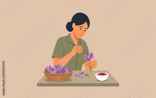 Woman harvesting saffron threads from purple crocus flowers
