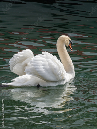 Schwan