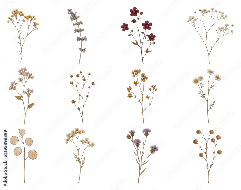 Obraz premium PNG collage of assorted dried flower sprigs and bouquets on transparent background