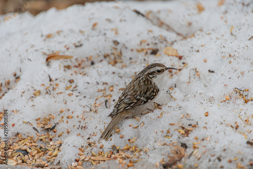 Fotografie Baumläufer im Schnee