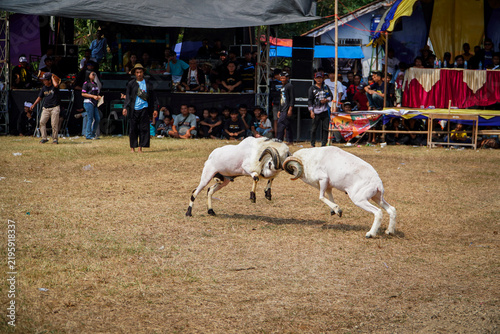 Obraz na płótnie Two white sheep collide mid-leap in dusty arena