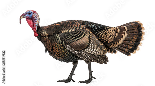 Realistic adult turkey standing in full body side profile, showing detailed feathers, long legs, broad body, snood and distinctive tail feathers, isolated on white.