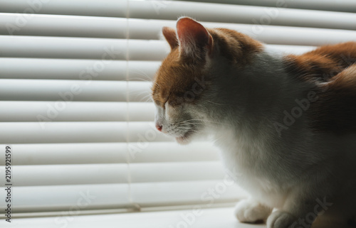 Ginger Tabby by the Window