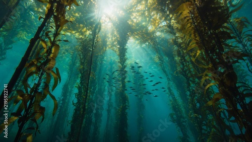 Sunlit Underwater Kelp Forest with Fish