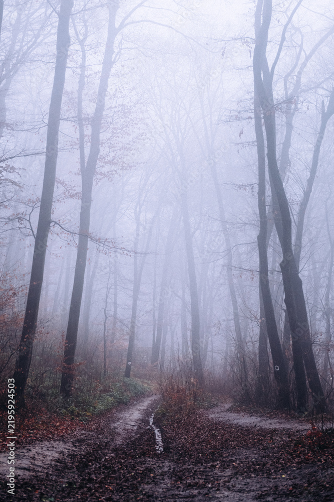 Fototapeta premium Foggy forest path leading through dense mist