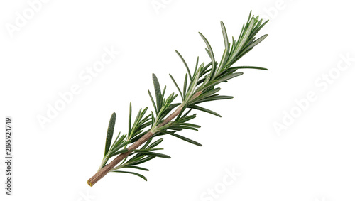Fresh green rosemary herb branch sprig isolated on transparent background.