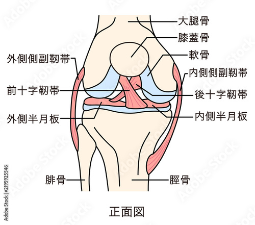 Naklejka 膝関節のしくみ 正面図 靭帯 構造
