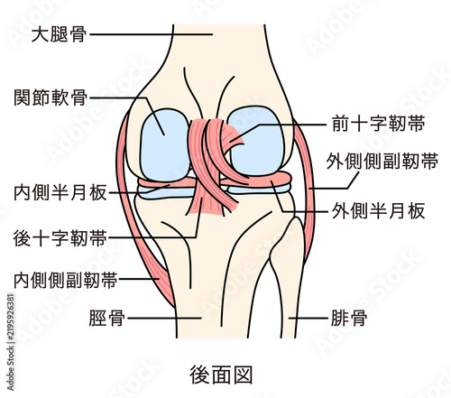 Naklejka 膝関節のしくみ 後面図 靭帯 構造