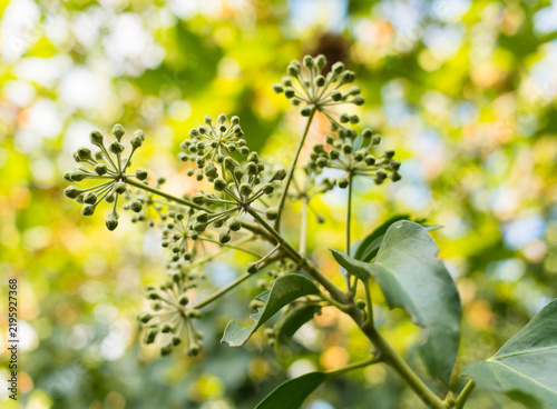 boutons de fleurs de lierre
