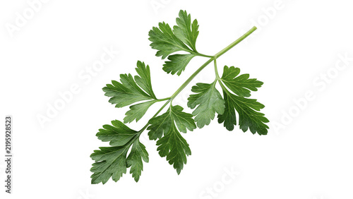 Bunch of fresh green organic flat leaf parsley isolated on transparent background.