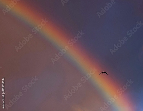 Vue d'une portion d'arc en ciel traversée par une mouette seule en vol. Oiseau traversant, ailes déployées, un spectre de couleurs dans un ciel rose et mauve.
