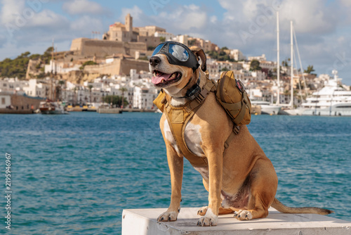 Dog Wearing Protective Goggles and Adventure Harness at Ibiza Harbour