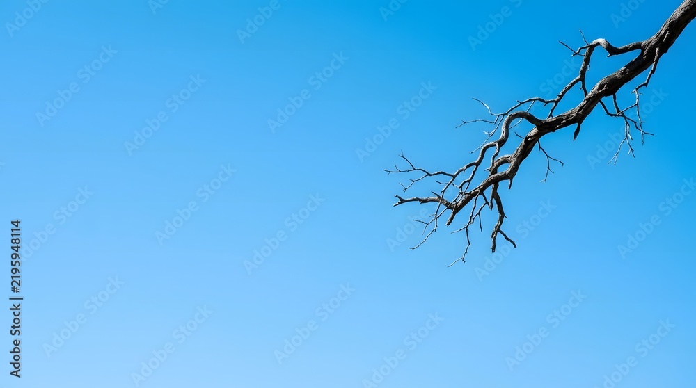 Obraz premium A gnarled, dark, bare tree branch extends diagonally across a clear, vibrant blue sky on a sunny day.