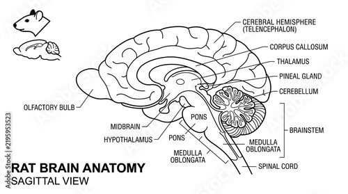 Bild auf Leinwand Rat Brain Anatomy Diagram Isolated