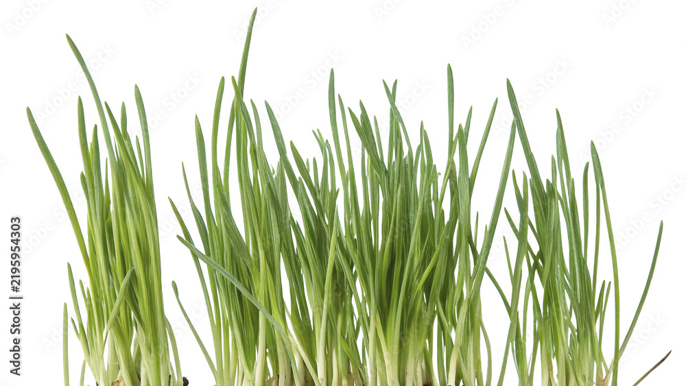 Fototapeta premium Fresh green grass tuft isolated on dark background