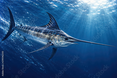 Swordfish Swimming Through Deep Blue Ocean With Long Bill