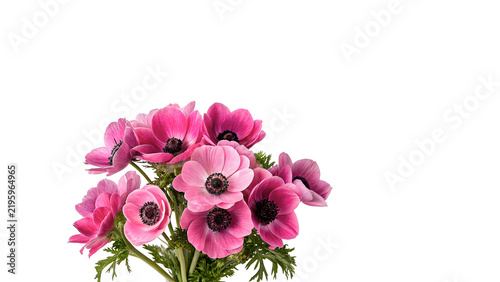 Cuadro en lienzo Bouquet of beautiful fresh pink anemone flowers stems isolated on transparent background