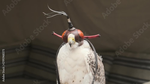 white gyrfalcon wearing traditional leather hood sits during falconry training. majestic gyrfalcon represents ancient arab falconry heritage. rare gyrfalcon is highly valued desert bird