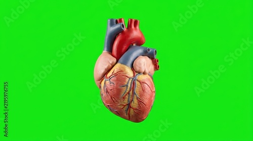 Realistic Human Heart Anatomy Model Isolated on a Green Screen Background for Medical Education and Biological Research Projects