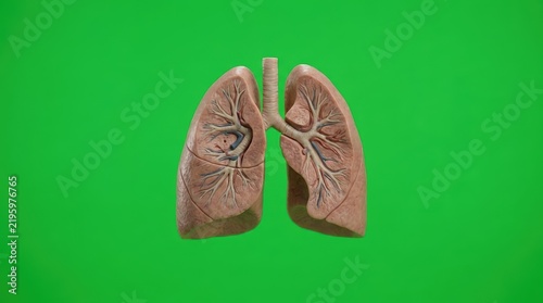 Realistic Human Lungs Anatomy with Bronchial Structure Isolated on Green Screen for Medical Science and Respiratory Health Visuals