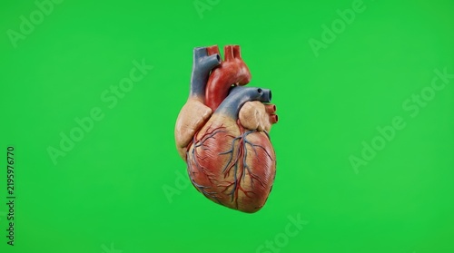 Anatomically Accurate Human Heart Model Isolated Against A Flat Green Screen Background For Medical Education And Biological Research Visualization