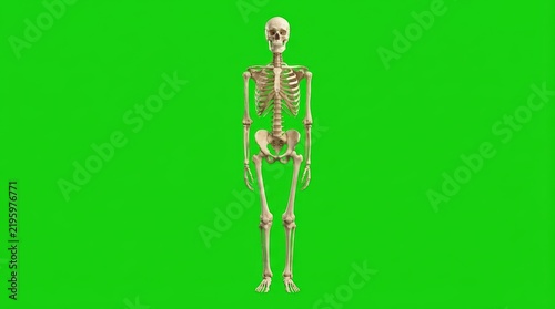 Frontal perspective of an accurately depicted human skeleton, providing an essential visual aid for understanding anatomy, isolated for versatile integration into educational or health media
