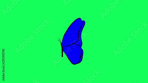 Blue butterfly flapping wings animation on green screen background, 2D cartoon insect flight loop video effect, chroma key monarch wildlife nature concept for motion graphics design element