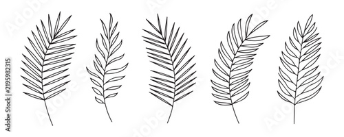 Elegant palm frond line drawings offer a tropical aesthetic for summer events and interior decor.