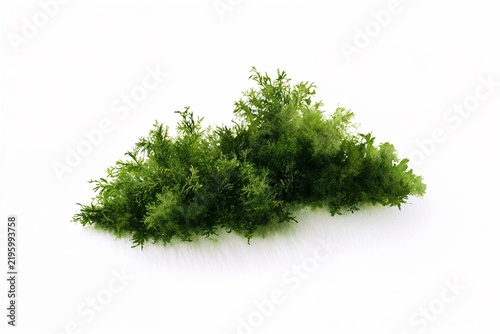 Watercolor moss illustration in lush green and white, botanical clipart for nature designs with copy space