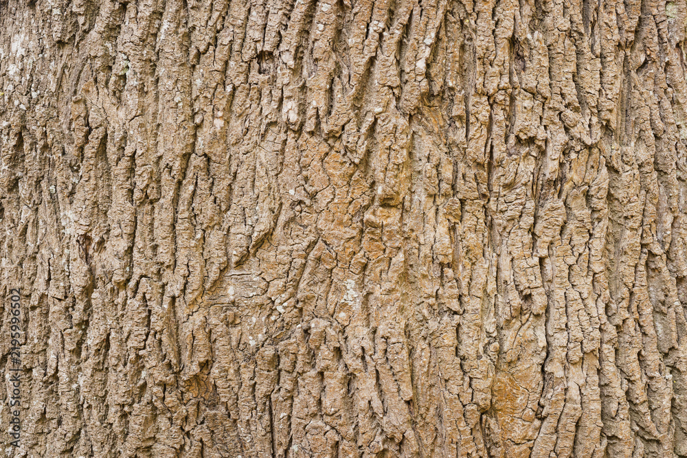 Obraz premium Rough Mature Oak Bark Texture Close Up