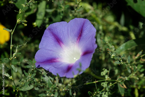 Colorful flowers in autumn garden