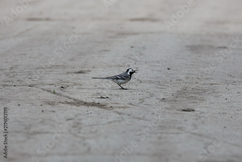 Bild auf Leinwand Wagtail holding a beetle in its beak while feeding outdoors