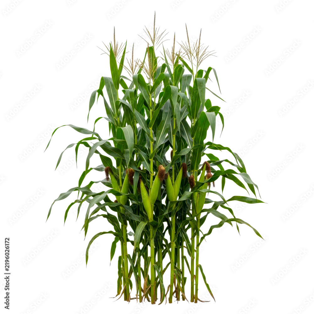 Obraz premium A bunch of fresh green corn plants with cobs isolated on a transparent background isolated on white background