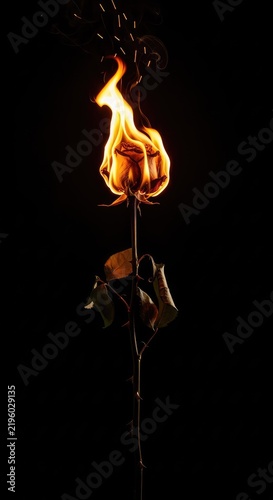 A solitary withered rose with a long thorny stem is consumed by bright orange flames, casting a glow against a deep black background void, intense, passion, fire