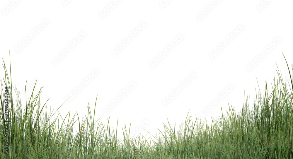 Fototapeta premium green grass background/Fresh green grass field isolated on white background, sharp detail high resolution PNG cutout for landscape design and graphic composition.