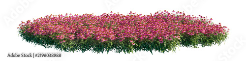 echinacea purpurea (pink flowers) clump (purple coneflower, eastern purple coneflower) isolated png on a transparent background premium nature cutout