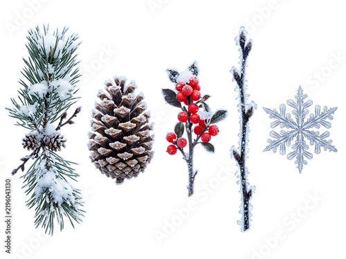 Winter frozen pine branch with pinecone holly berries twig and snowflake isolated on transparent background for festive holiday card designs.