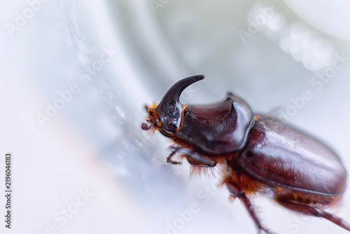 Foto Close-Up of a Rhinoceros Beetle Showing Horn and Glossy Brown Exoskeleton on Sof