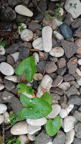 A high-angle close-up shot of vibrant heart-shaped green leaves growing between white pebbles and dark gravel stones. Ideal for nature, hope, growth, landscaping, and environmental concepts