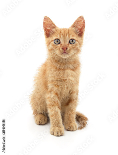 Small ginger kitten sitting isolated on a white background.